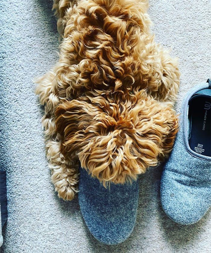 30 fotos da nova raça do cachorro ornitorrinco 17