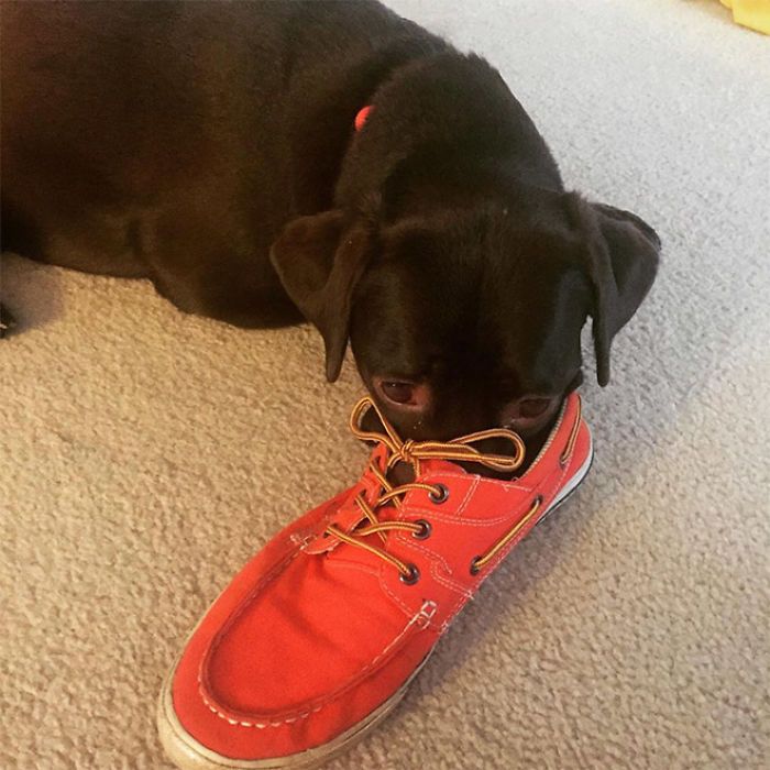 30 fotos da nova raça do cachorro ornitorrinco 18