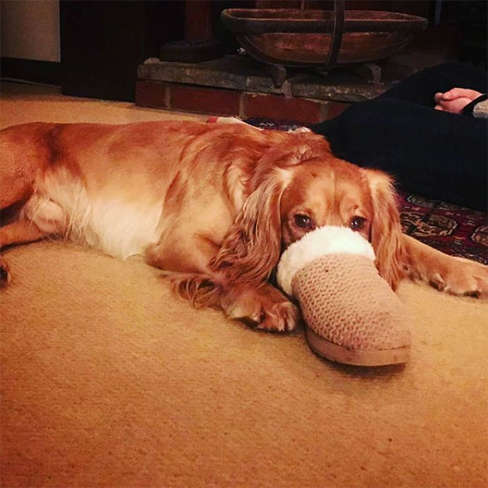 30 fotos da nova raça do cachorro ornitorrinco 19