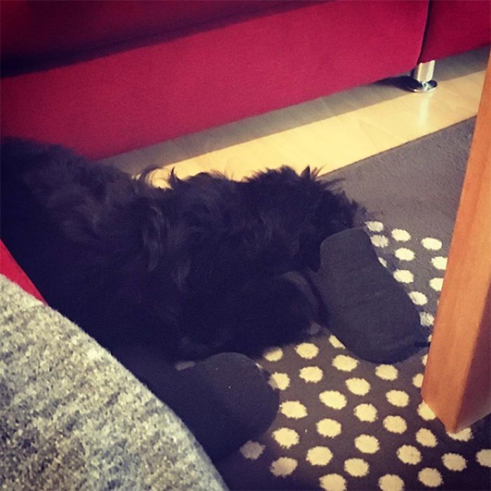 30 fotos da nova raça do cachorro ornitorrinco 20