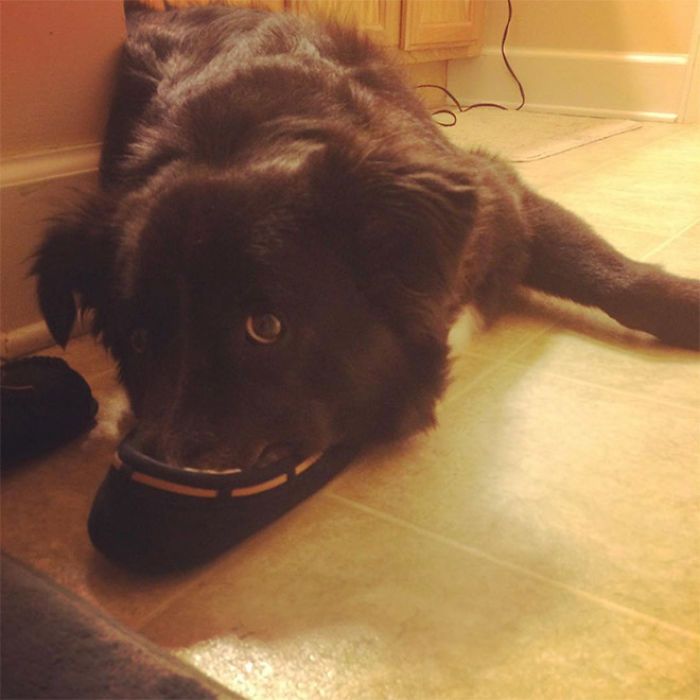 30 fotos da nova raça do cachorro ornitorrinco 21