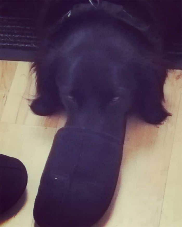 30 fotos da nova raça do cachorro ornitorrinco 22