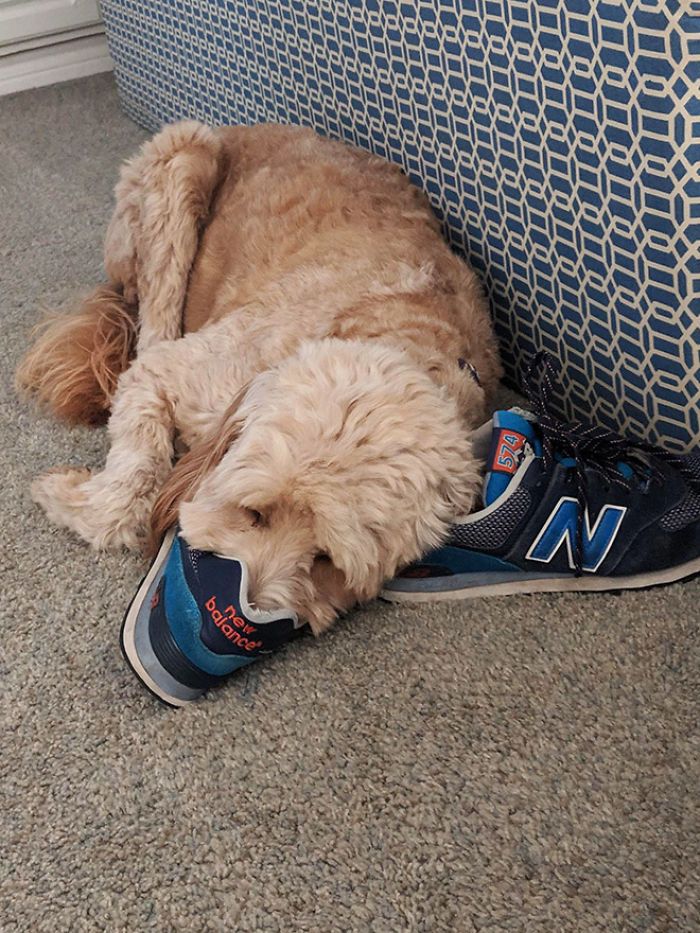 30 fotos da nova raça do cachorro ornitorrinco 23