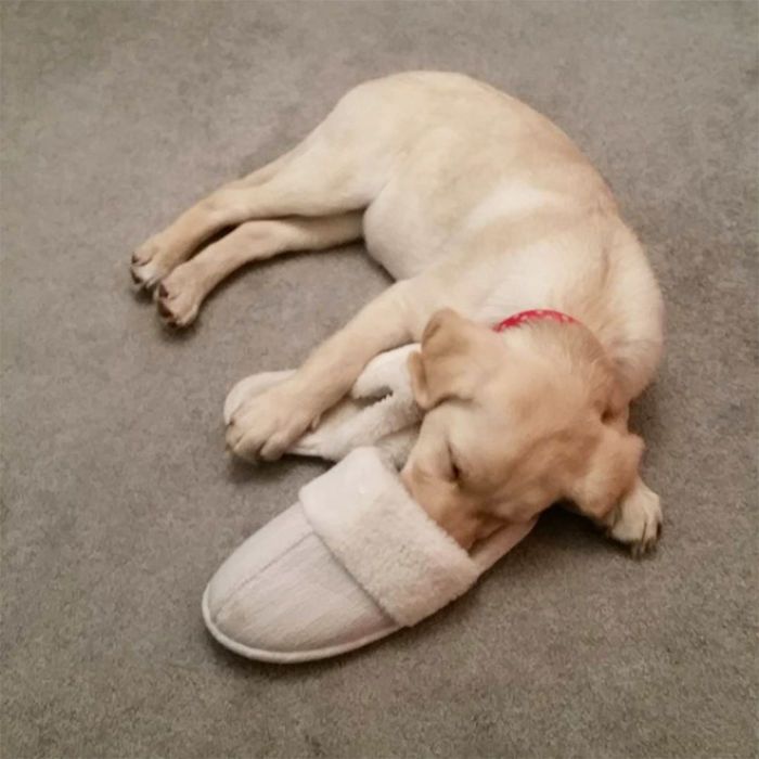 30 fotos da nova raça do cachorro ornitorrinco 24