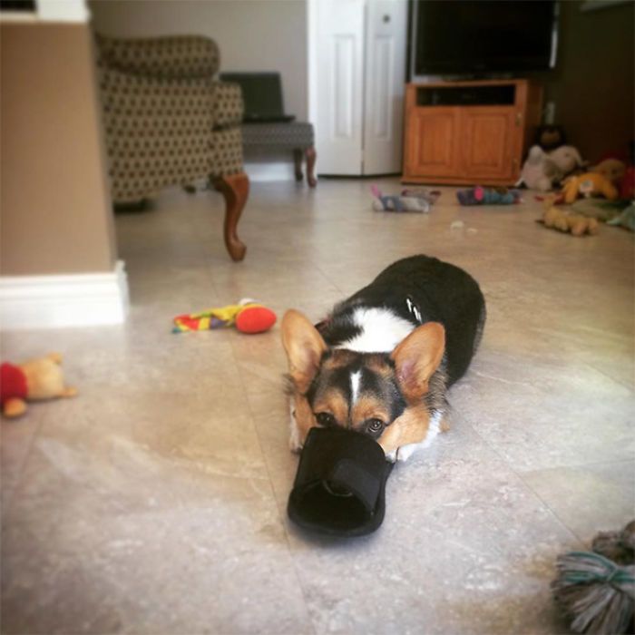 30 fotos da nova raça do cachorro ornitorrinco 27