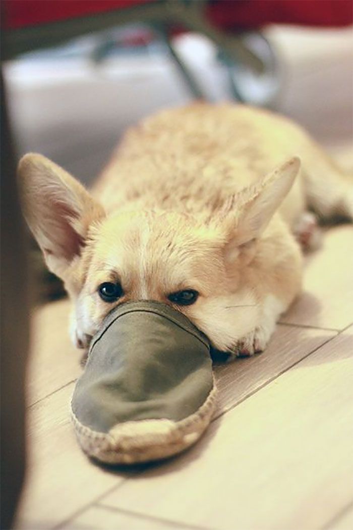 30 fotos da nova raça do cachorro ornitorrinco 29