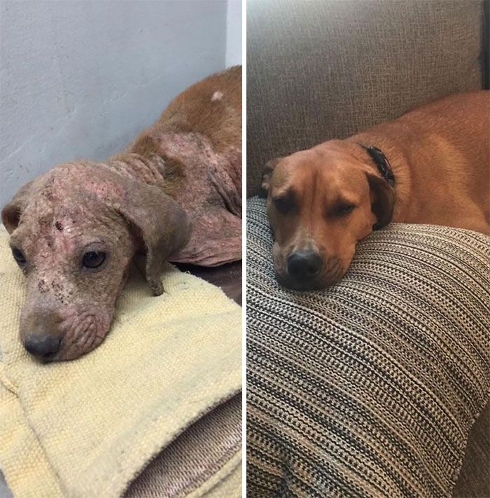 32 fotos de cachorros antes e depois da adoção que derreterão seu coração 1