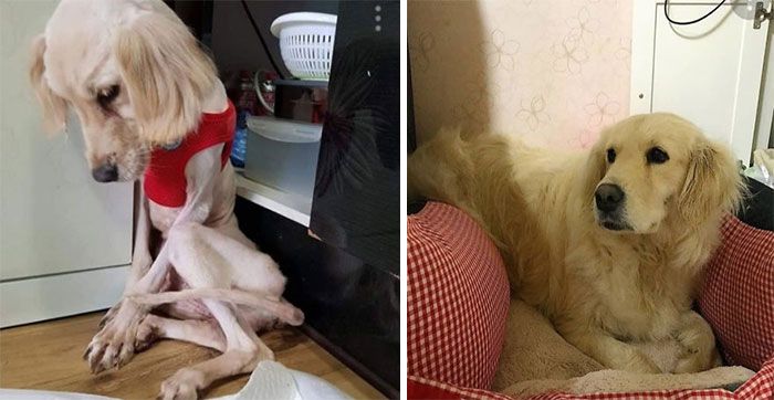 32 fotos de cachorros antes e depois da adoção que derreterão seu coração 2