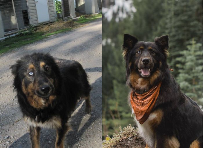 32 fotos de cachorros antes e depois da adoção que derreterão seu coração 6