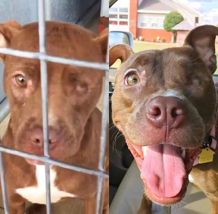 32 fotos de cachorros antes e depois da adoção que derreterão seu coração 8