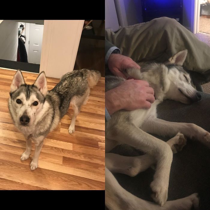 32 fotos de cachorros antes e depois da adoção que derreterão seu coração 9