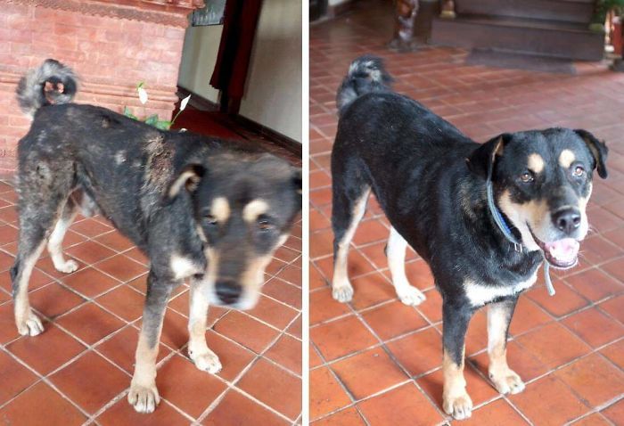 32 fotos de cachorros antes e depois da adoção que derreterão seu coração 10