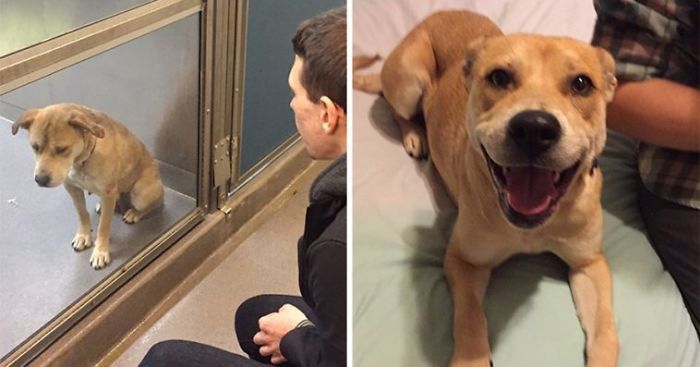 32 fotos de cachorros antes e depois da adoção que derreterão seu coração 12