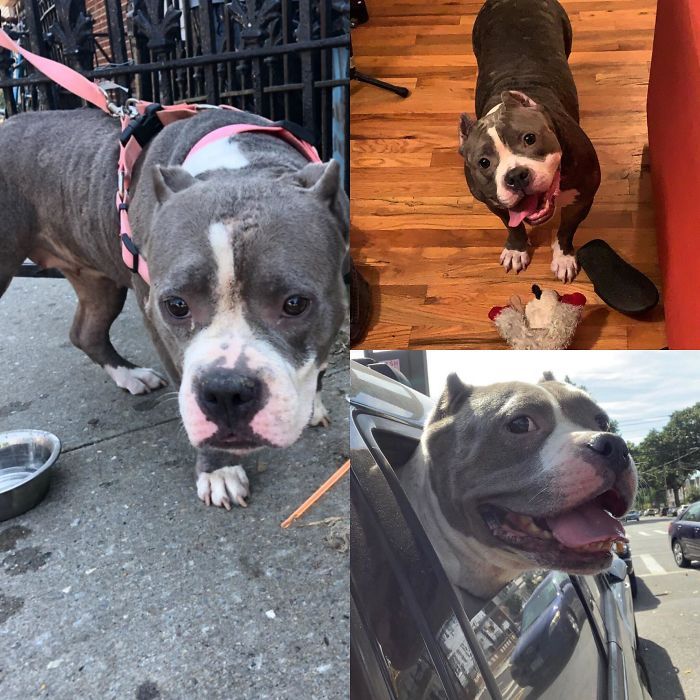 32 fotos de cachorros antes e depois da adoção que derreterão seu coração 13