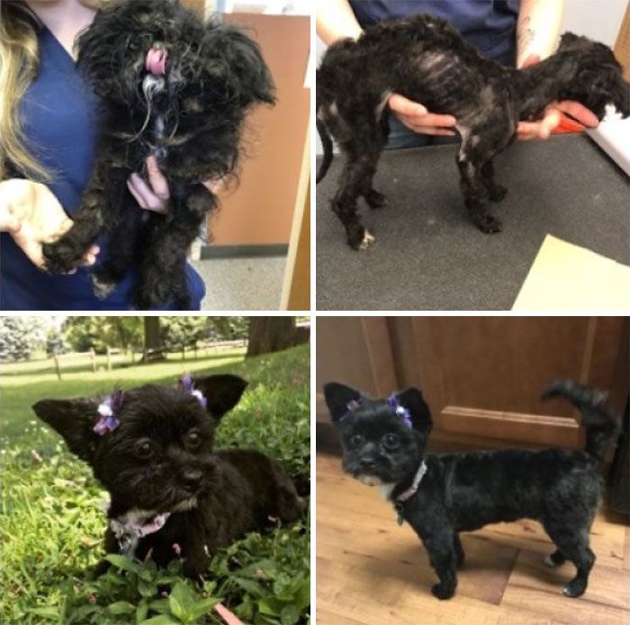 32 fotos de cachorros antes e depois da adoção que derreterão seu coração 21