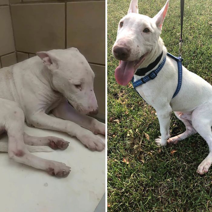 32 fotos de cachorros antes e depois da adoção que derreterão seu coração 23