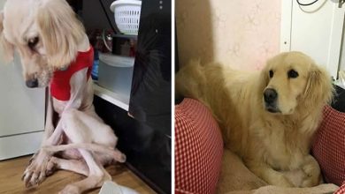 32 fotos de cachorros antes e depois da adoção que derreterão seu coração 9