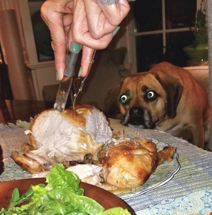 19 fotos que mostram o amor dos cachorros pela comida 2