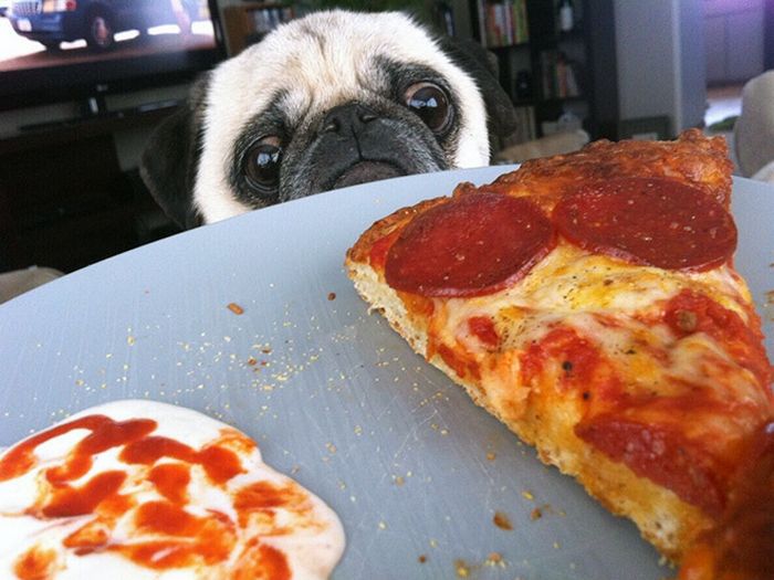 19 fotos que mostram o amor dos cachorros pela comida 2