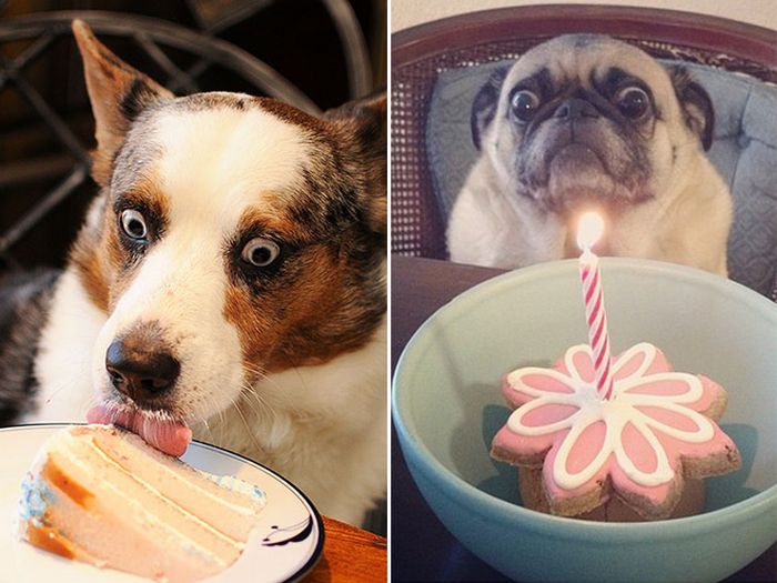 19 fotos que mostram o amor dos cachorros pela comida 5