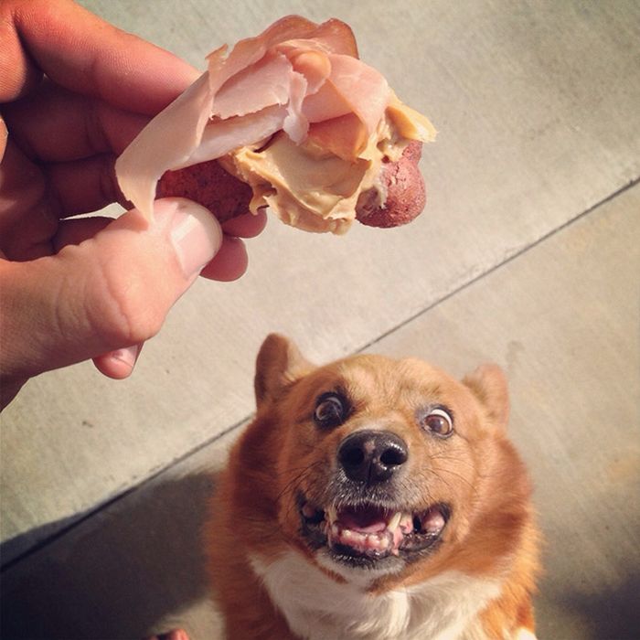19 fotos que mostram o amor dos cachorros pela comida 6