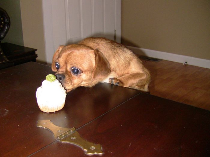 19 fotos que mostram o amor dos cachorros pela comida 10