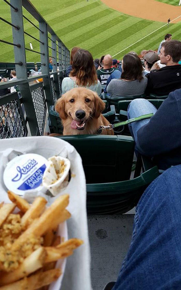 19 fotos que mostram o amor dos cachorros pela comida 14