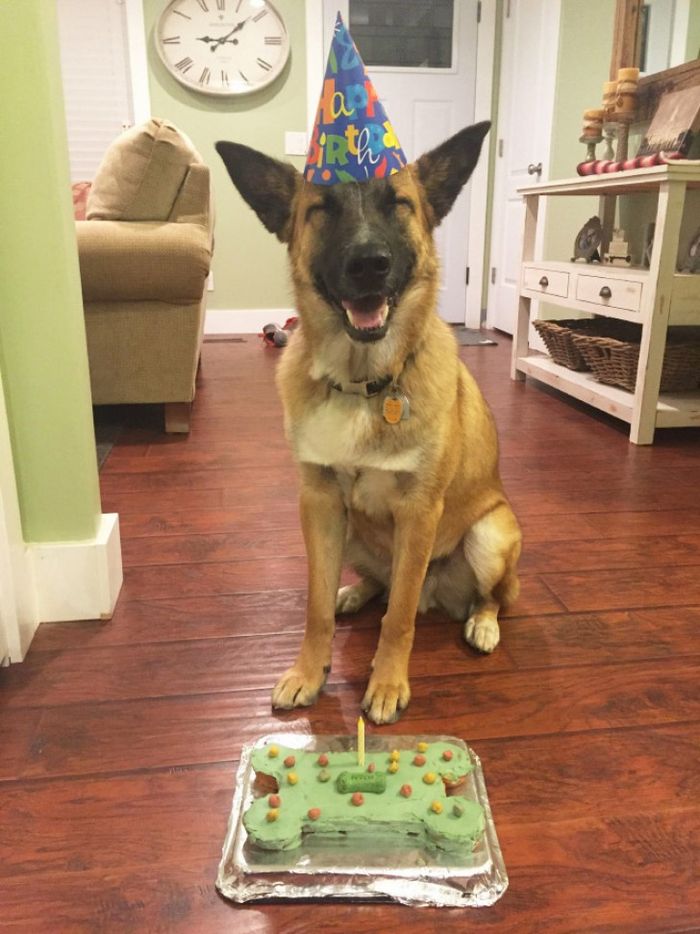 19 fotos que mostram o amor dos cachorros pela comida 15