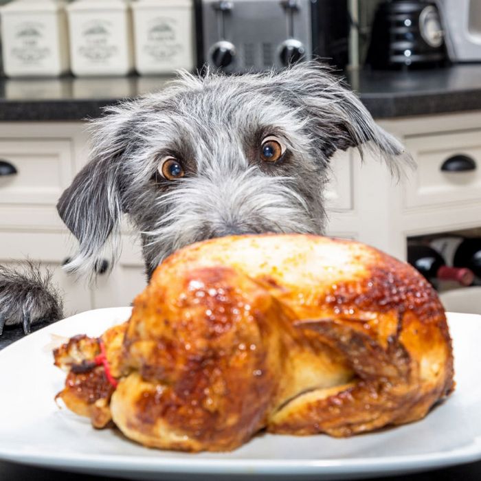 19 fotos que mostram o amor dos cachorros pela comida 18
