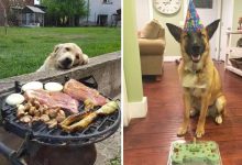 19 fotos que mostram o amor dos cachorros pela comida 11