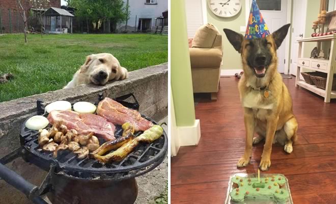 19 fotos que mostram o amor dos cachorros pela comida