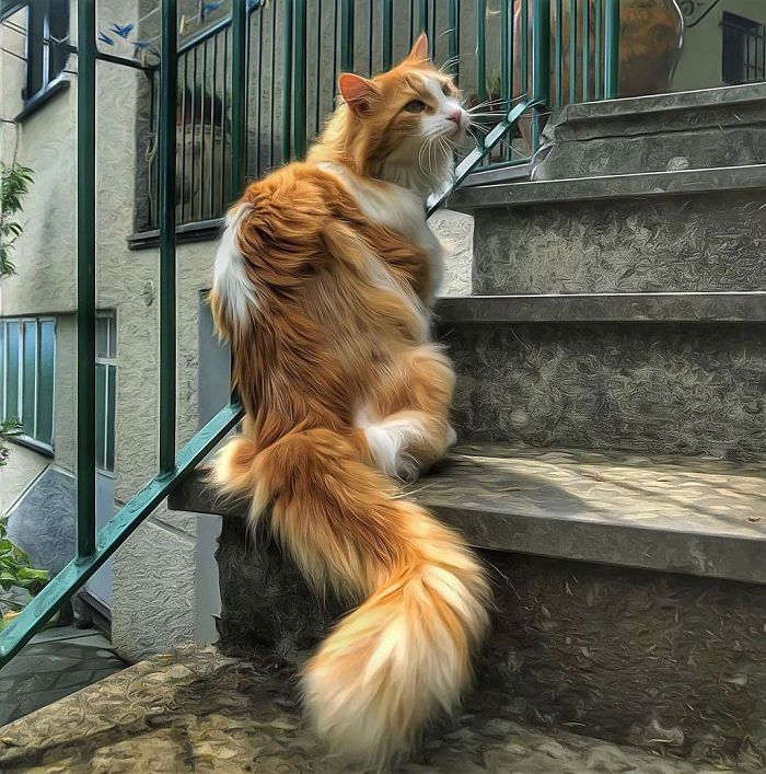 Mulher italiana documenta belamente a vida cotidiana de seu gato (36 fotos) 3
