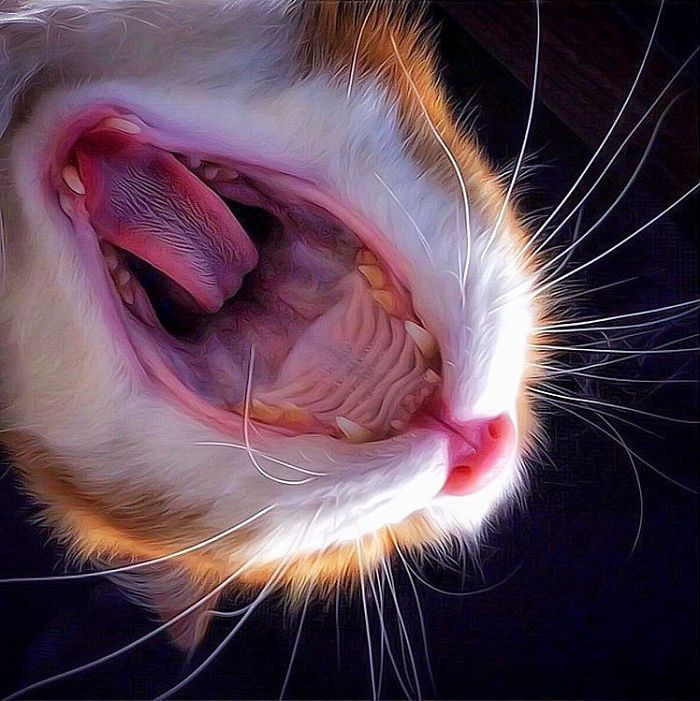 Mulher italiana documenta belamente a vida cotidiana de seu gato (36 fotos) 4