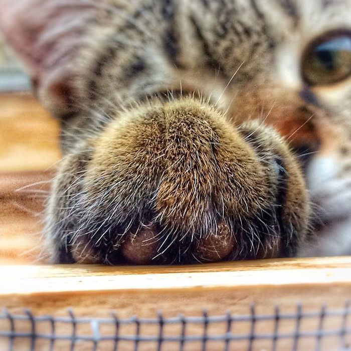 Mulher italiana documenta belamente a vida cotidiana de seu gato (36 fotos) 5