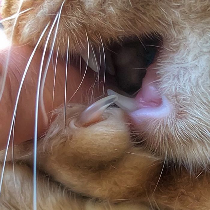 Mulher italiana documenta belamente a vida cotidiana de seu gato (36 fotos) 7