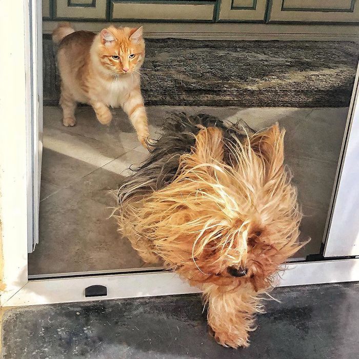 Mulher italiana documenta belamente a vida cotidiana de seu gato (36 fotos) 8
