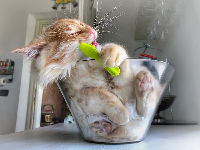 Mulher italiana documenta belamente a vida cotidiana de seu gato (36 fotos) 10