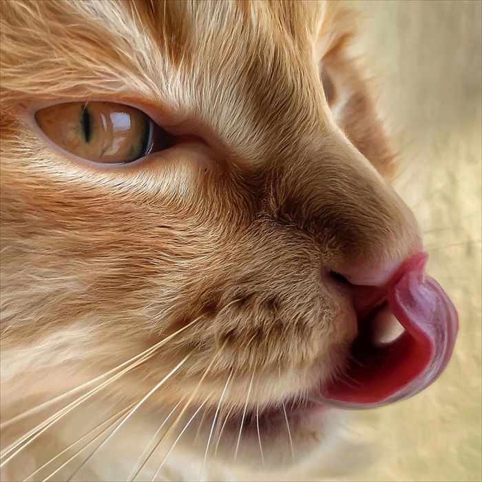 Mulher italiana documenta belamente a vida cotidiana de seu gato (36 fotos) 11