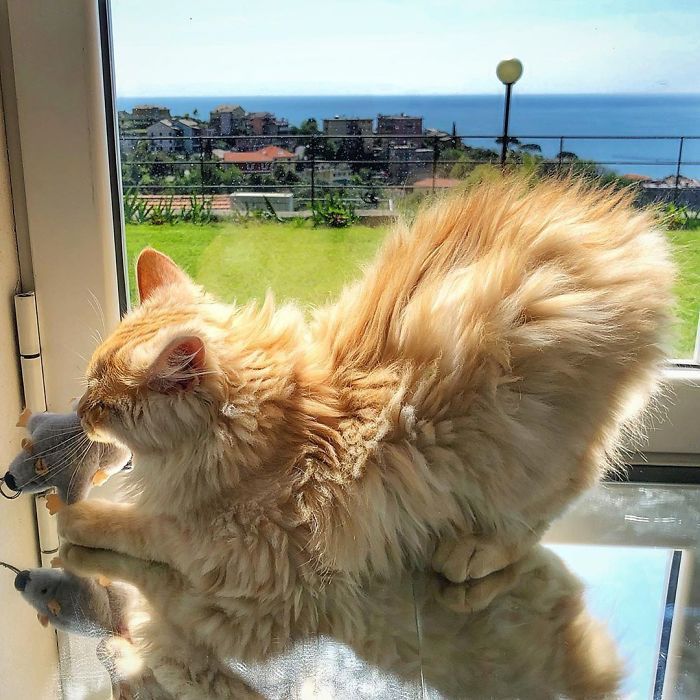 Mulher italiana documenta belamente a vida cotidiana de seu gato (36 fotos) 12