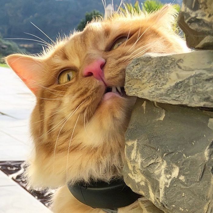 Mulher italiana documenta belamente a vida cotidiana de seu gato (36 fotos) 13