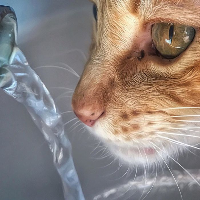 Mulher italiana documenta belamente a vida cotidiana de seu gato (36 fotos) 15