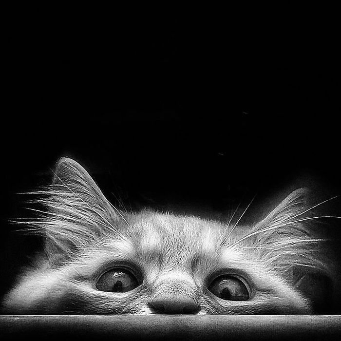 Mulher italiana documenta belamente a vida cotidiana de seu gato (36 fotos) 16