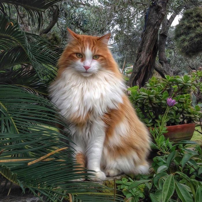 Mulher italiana documenta belamente a vida cotidiana de seu gato (36 fotos) 17