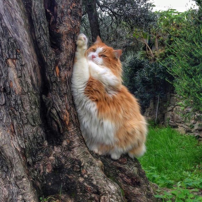 Mulher italiana documenta belamente a vida cotidiana de seu gato (36 fotos) 17