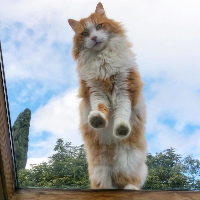 Mulher italiana documenta belamente a vida cotidiana de seu gato (36 fotos) 19