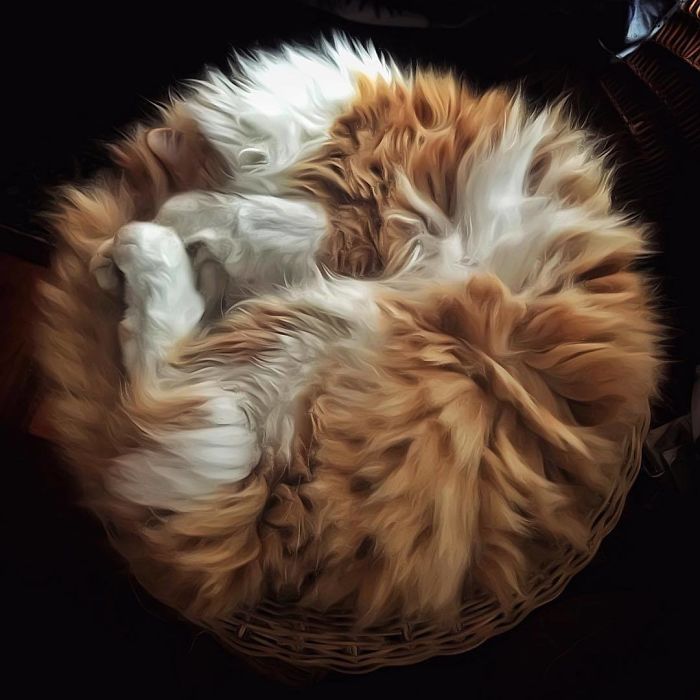 Mulher italiana documenta belamente a vida cotidiana de seu gato (36 fotos) 21