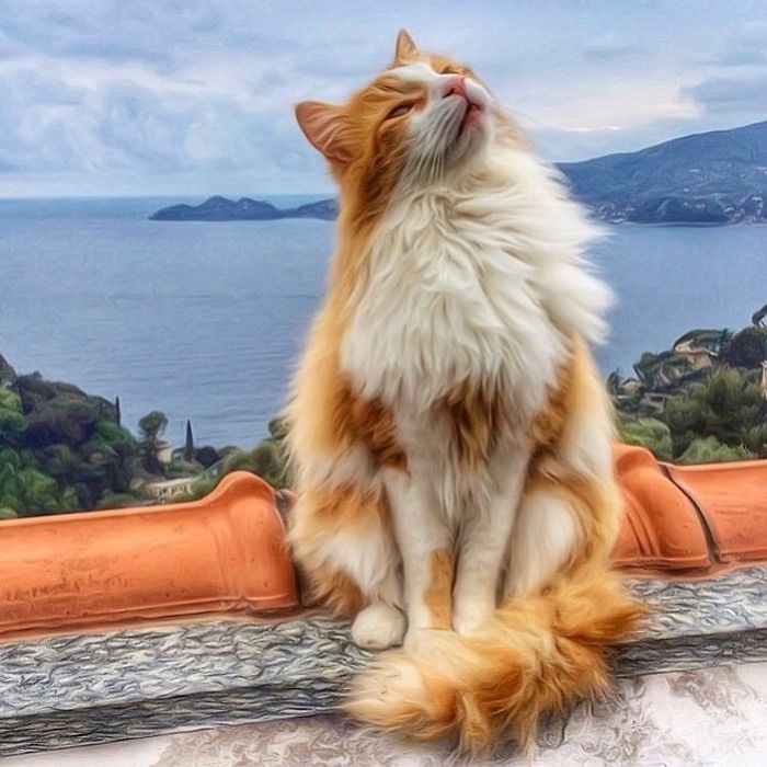 Mulher italiana documenta belamente a vida cotidiana de seu gato (36 fotos) 22
