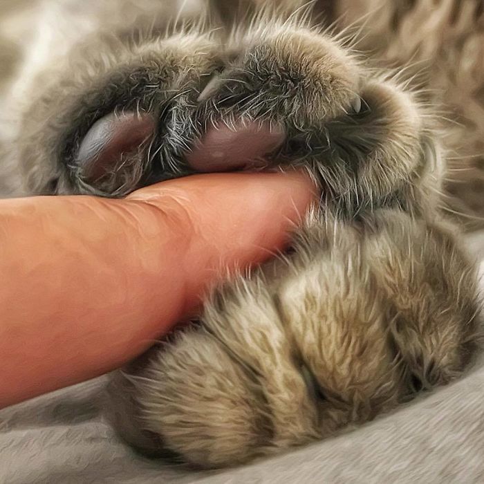 Mulher italiana documenta belamente a vida cotidiana de seu gato (36 fotos) 23