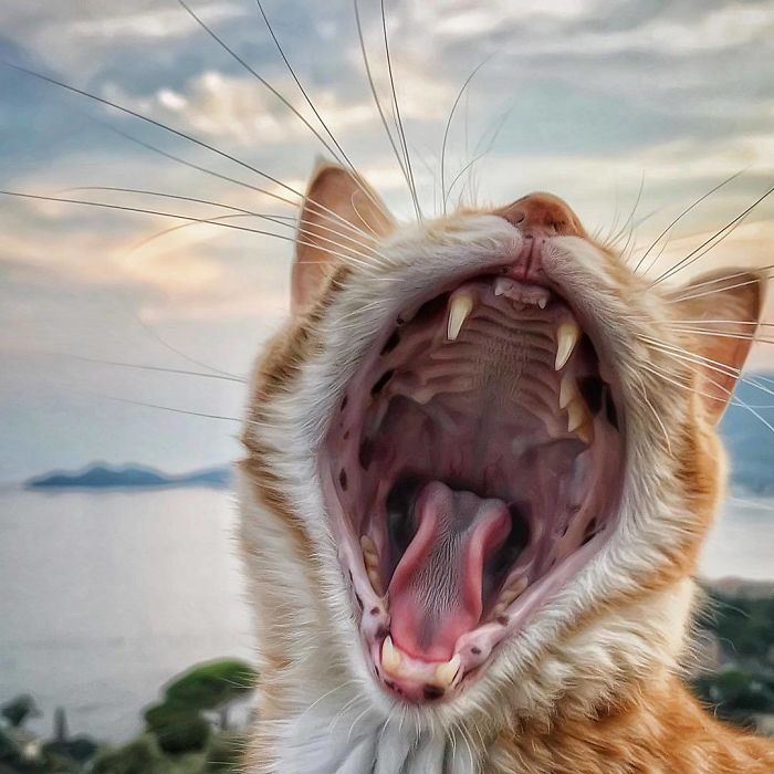 Mulher italiana documenta belamente a vida cotidiana de seu gato (36 fotos) 25