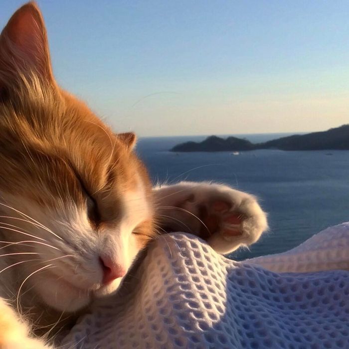 Mulher italiana documenta belamente a vida cotidiana de seu gato (36 fotos) 27